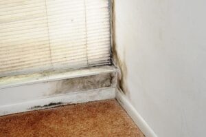 Mold Home Inspection