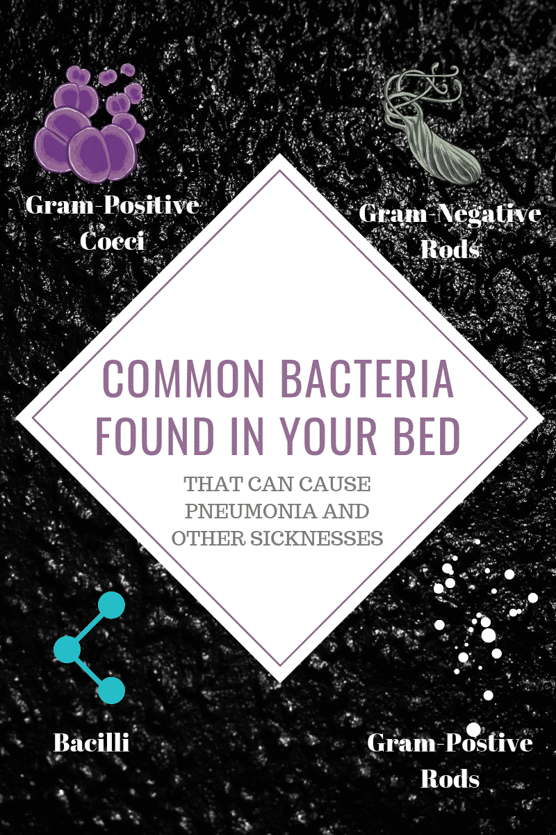 Bacteria Found In Beds Infographic