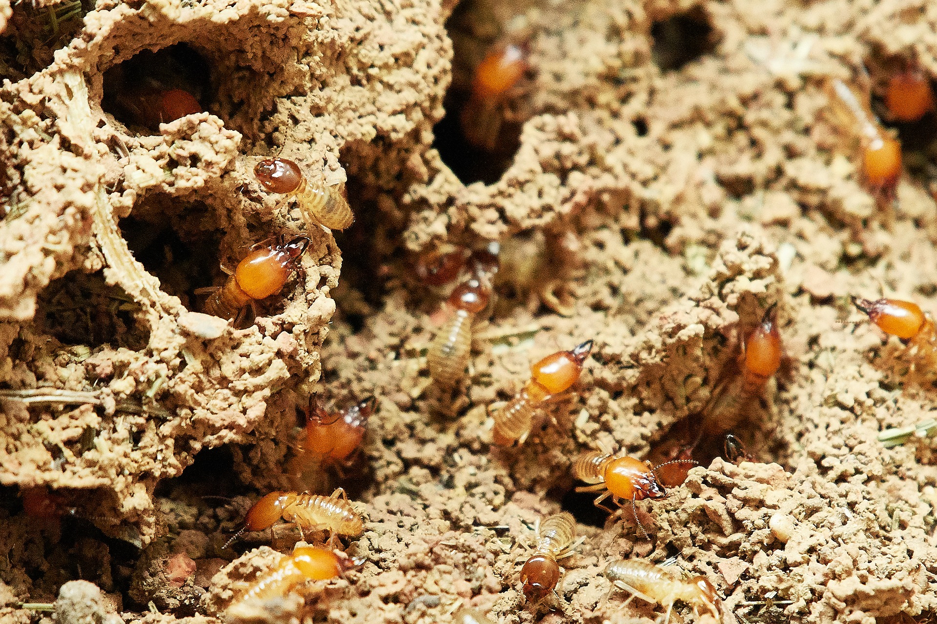 Schedule a Termite Inspection