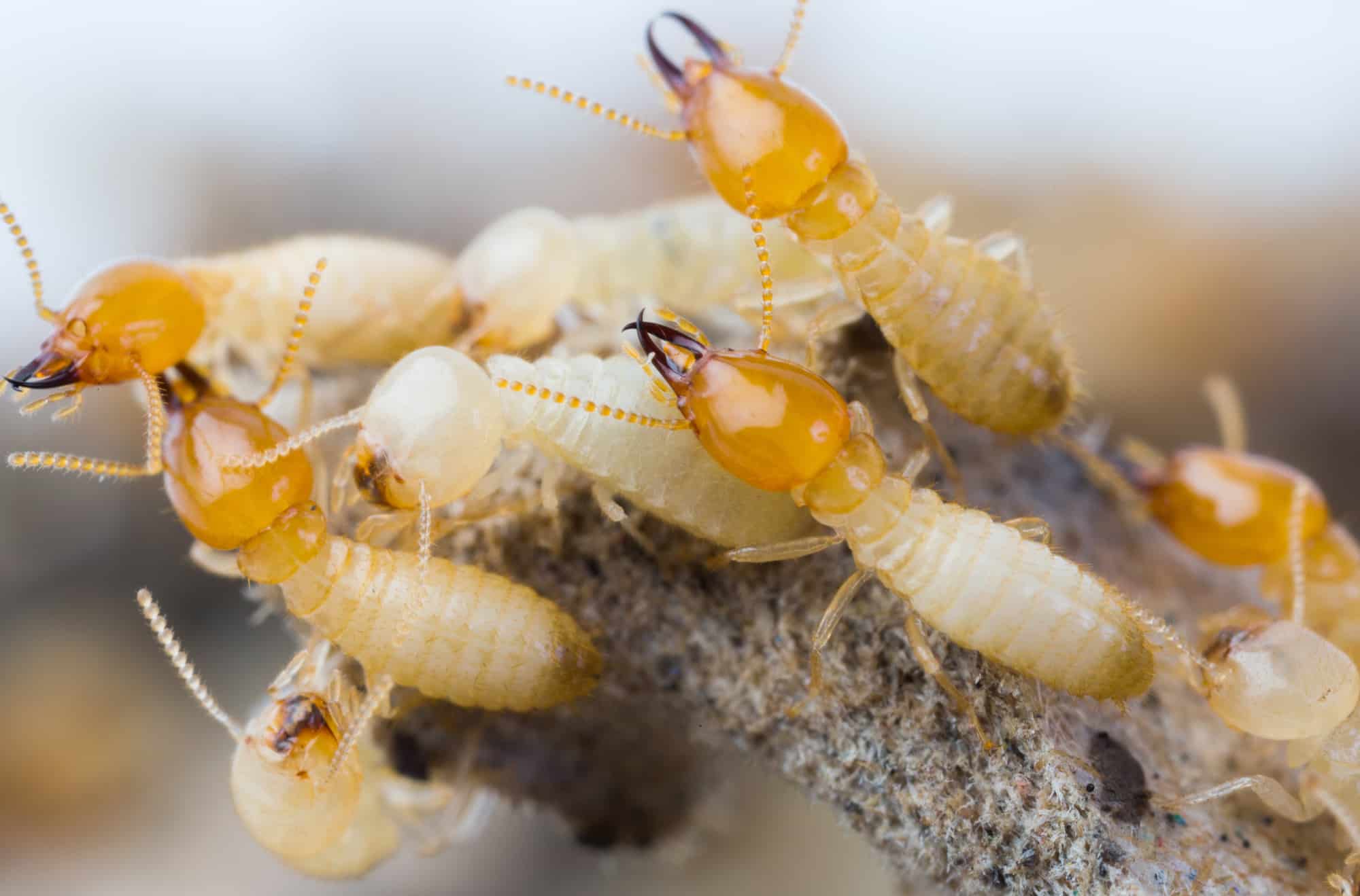 Benefits of a Termite Inspection