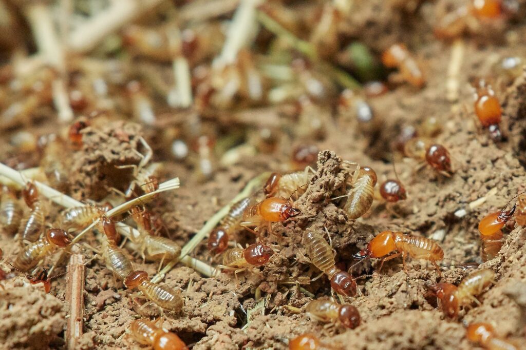 Do You Have Carpenter Ants or Termites?